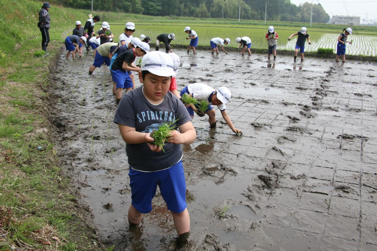 一歩一歩前に進み苗を一本一本丁寧に植える子どもたち