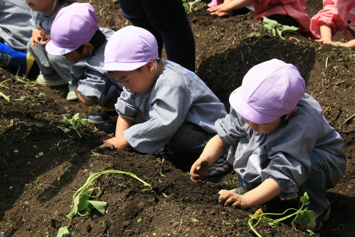 「おいしくなあれ」と心を込めて苗植えをするこどもたち