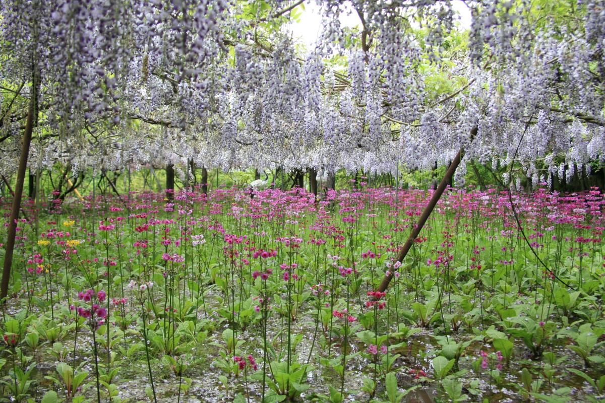 三ツ森山自然公園隣にある庄屋庵のフジとクリンソウの二段の花園