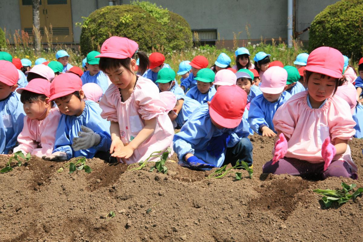 植え終わり満足そうに苗を見つめる園児たち