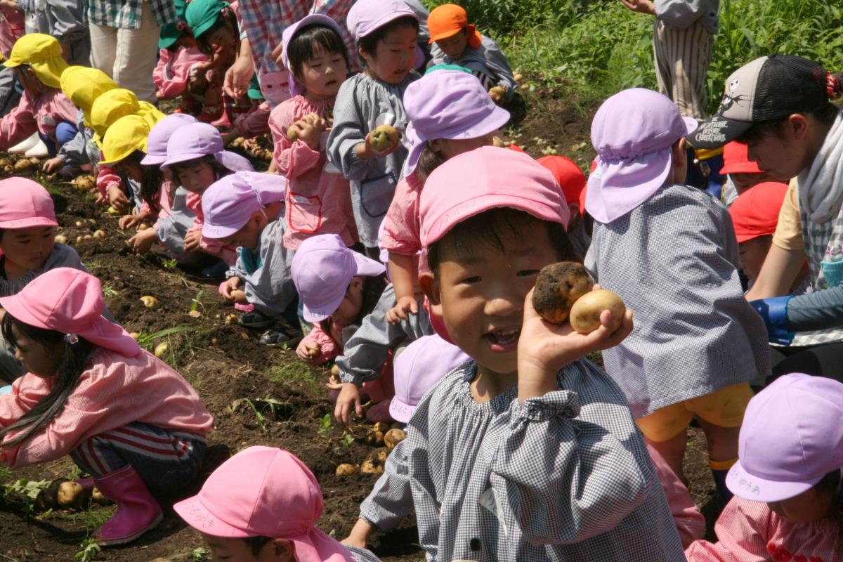 3月に年長さんがまいたジャガイモがこんなに大きくなりました