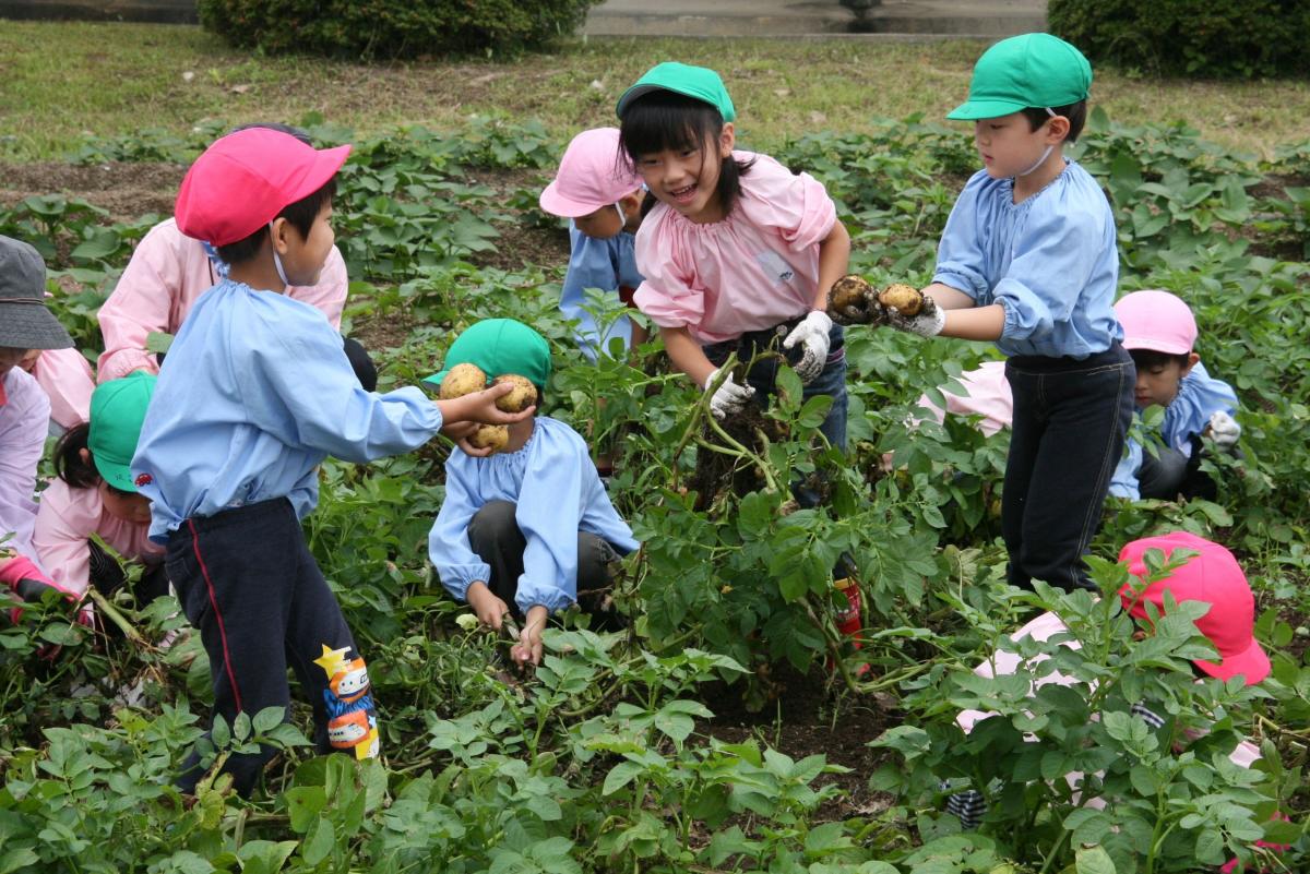 立派に育ったジャガイモを掘り出しお互いに見せ合う園児たち