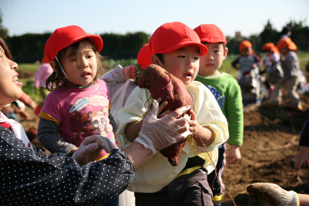 大熊町保育所 さつまいも掘り（2010年11月11日） 写真 5