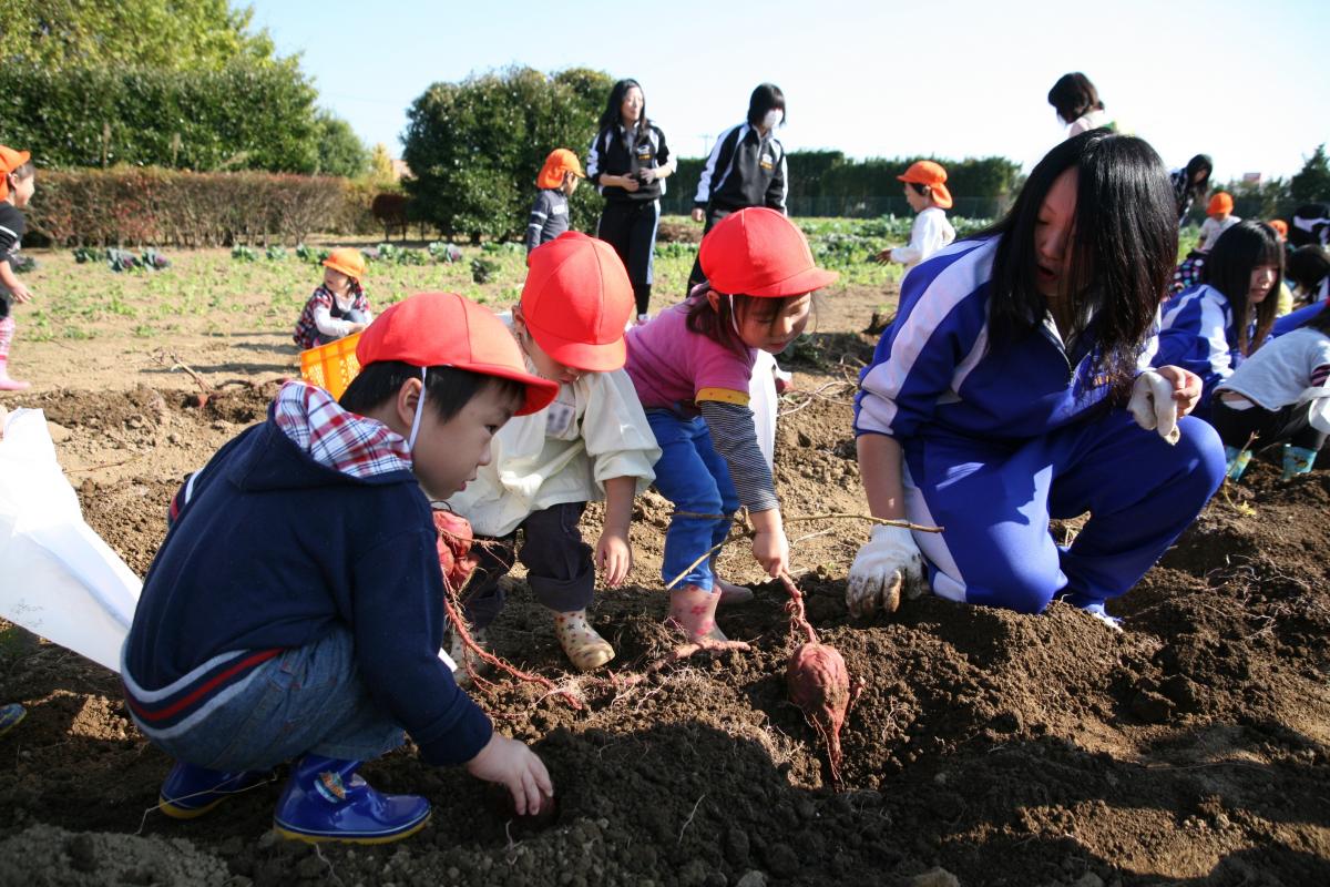 大熊町保育所 さつまいも掘り（2010年11月11日） 写真 6