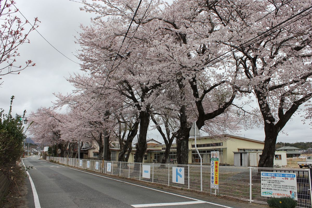 旧児童館内の桜