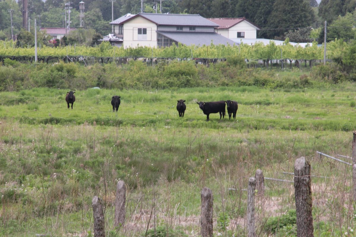 町内の様子-学校と熊川（2012年5月17日） 写真 18