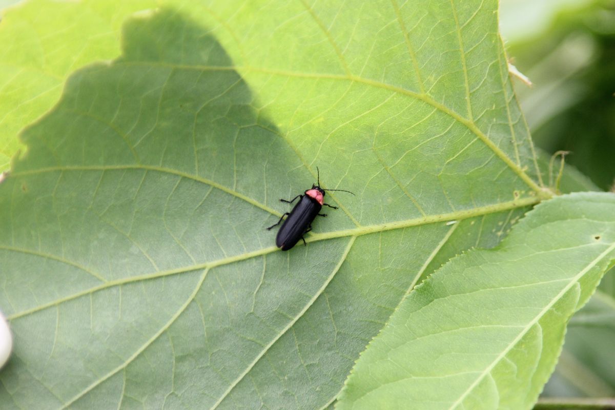 ホタル生息調査（2012年6月25日） 写真 7