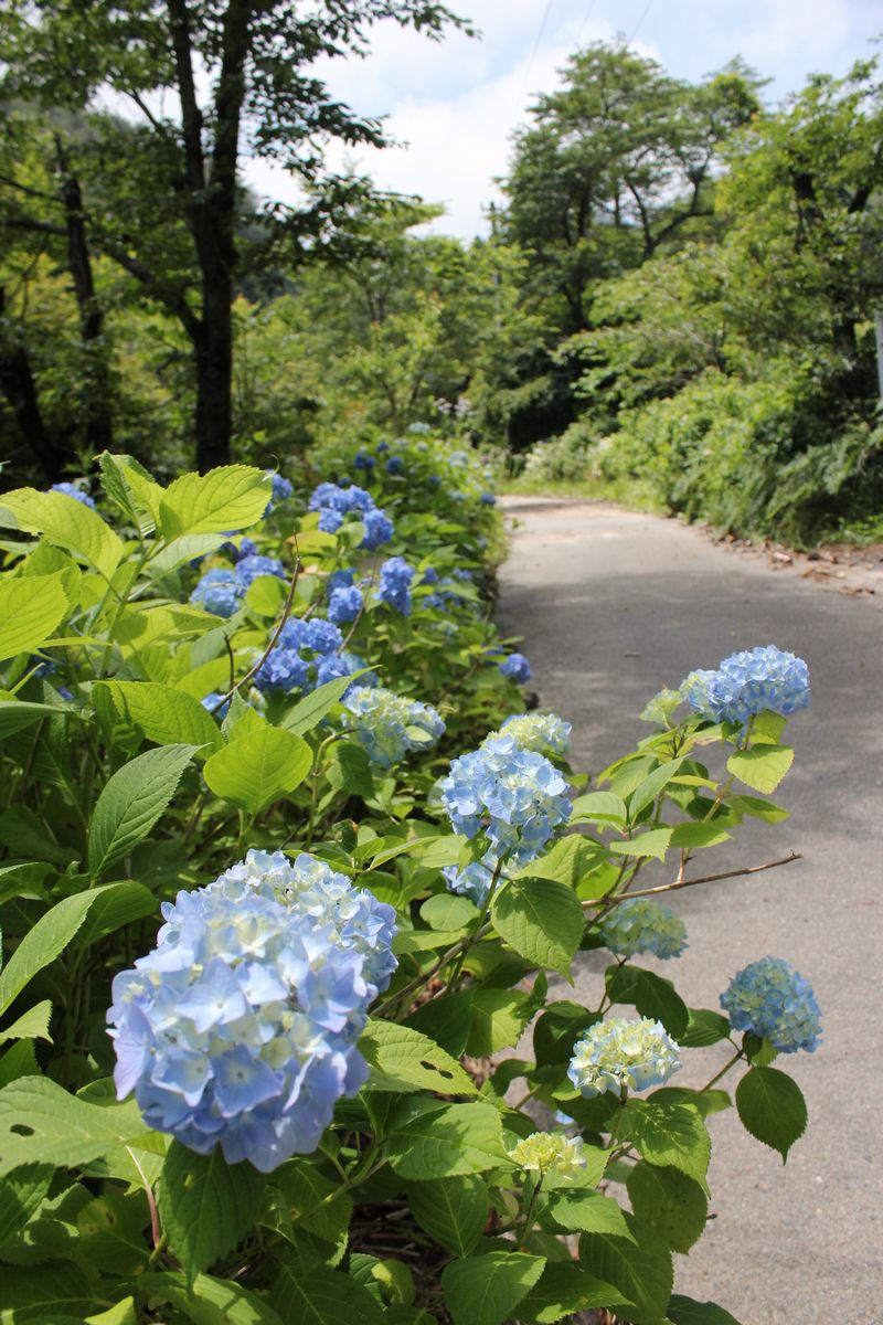 三ツ森山のアジサイ（2012年7月4日） 写真 4