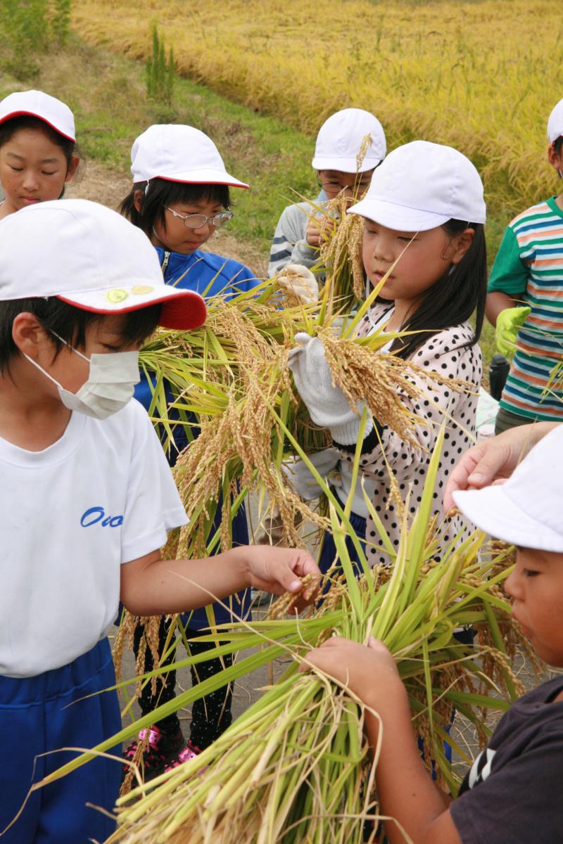 5月に田植えをし、黄金色に実ったコメを嬉しそうに見る児童