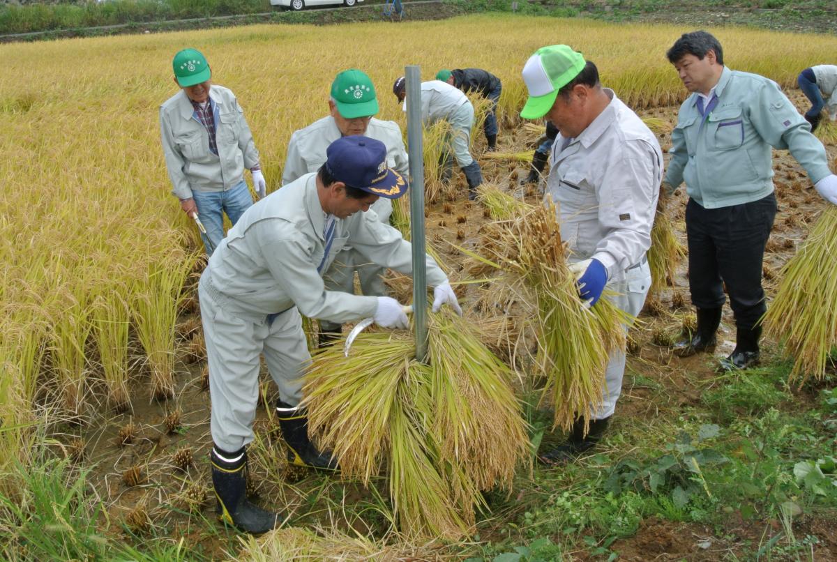 鎌で１株ずつ手刈りし、束ねて棒掛けにする参加者たち