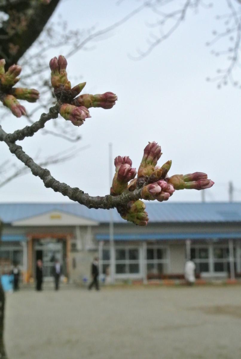 少しづつふっくらとして、色づき始めた園庭の桜のつぼみ