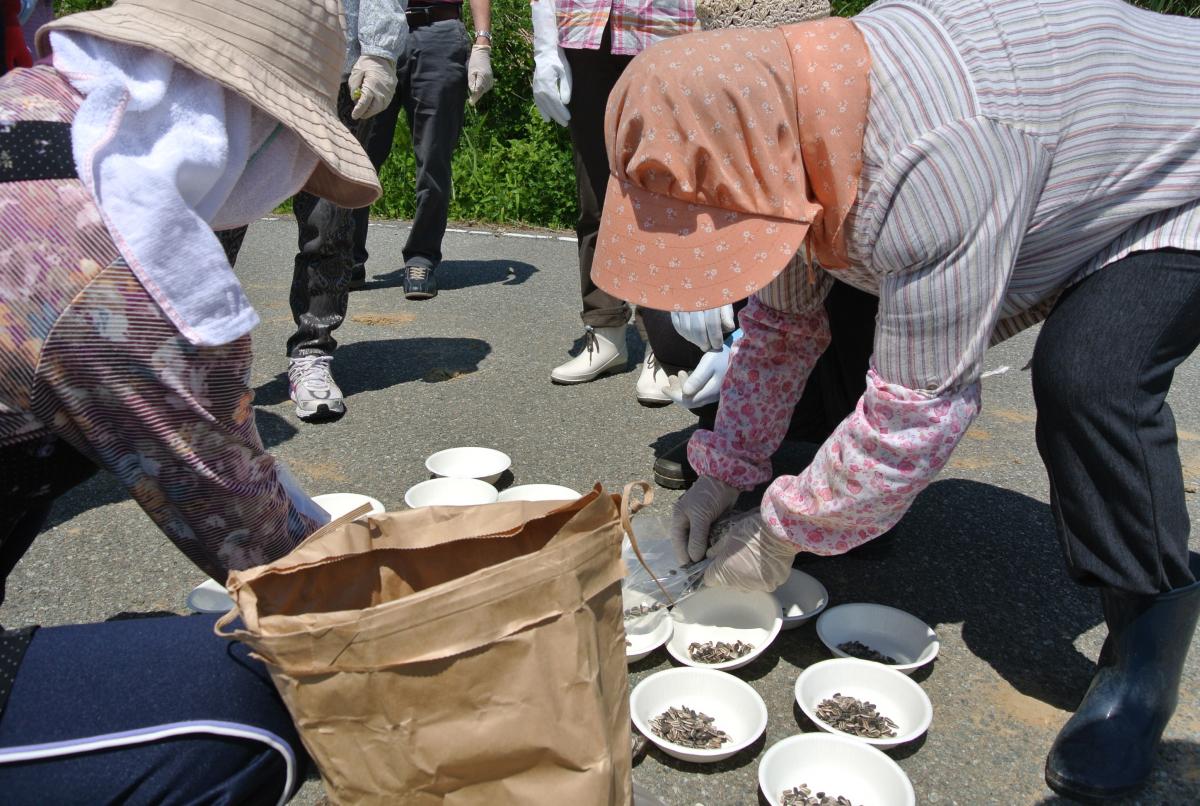 届けられたひまわりの種を植えやすいよう小分けにする参加者