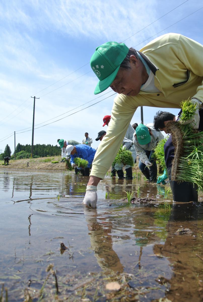 苗を1株ずつ手植えする町農業委員の皆さんや町職員