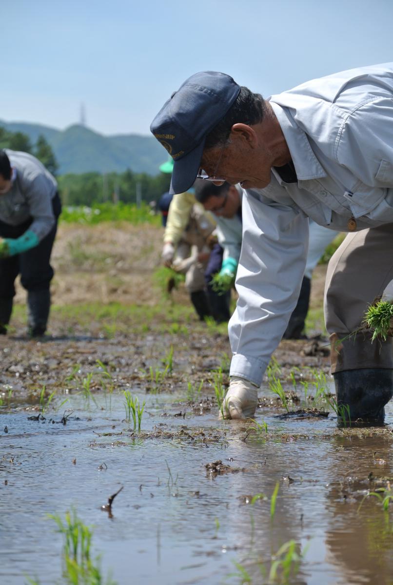 思いを込めて丁寧に手植えする参加者