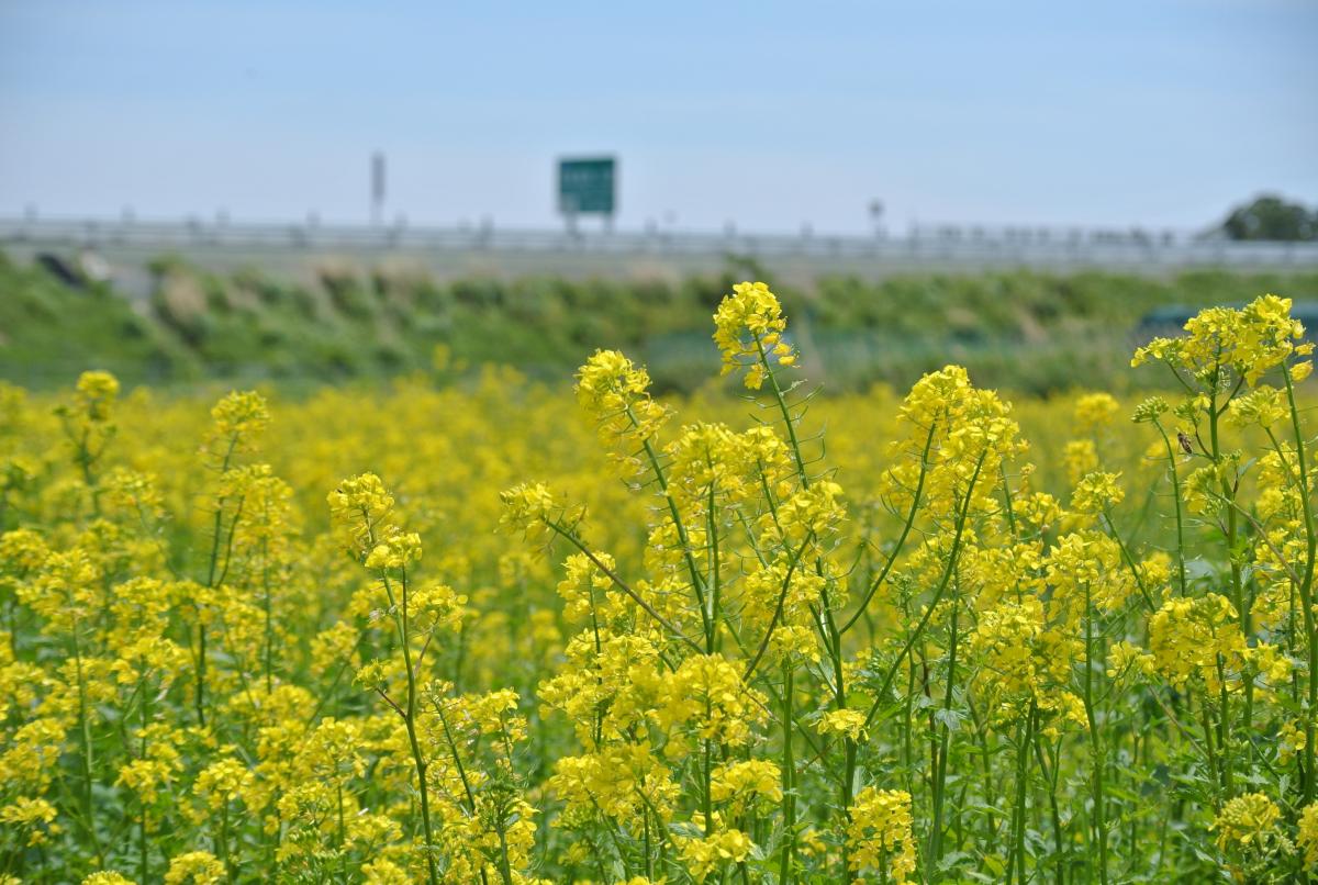 常磐道わき、一面に咲く菜の花畑