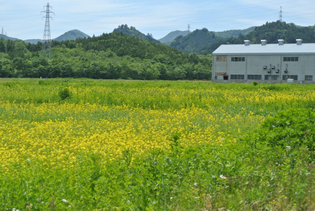 初夏の青空に映える黄色の菜の花