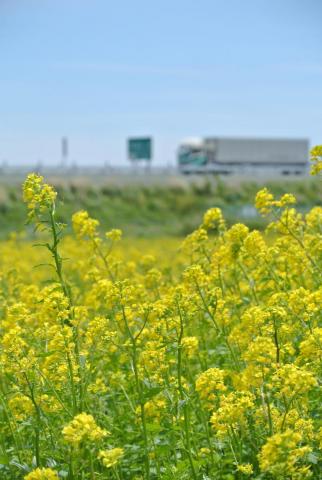 町内大川原南平の農地に満開に咲き誇る菜の花