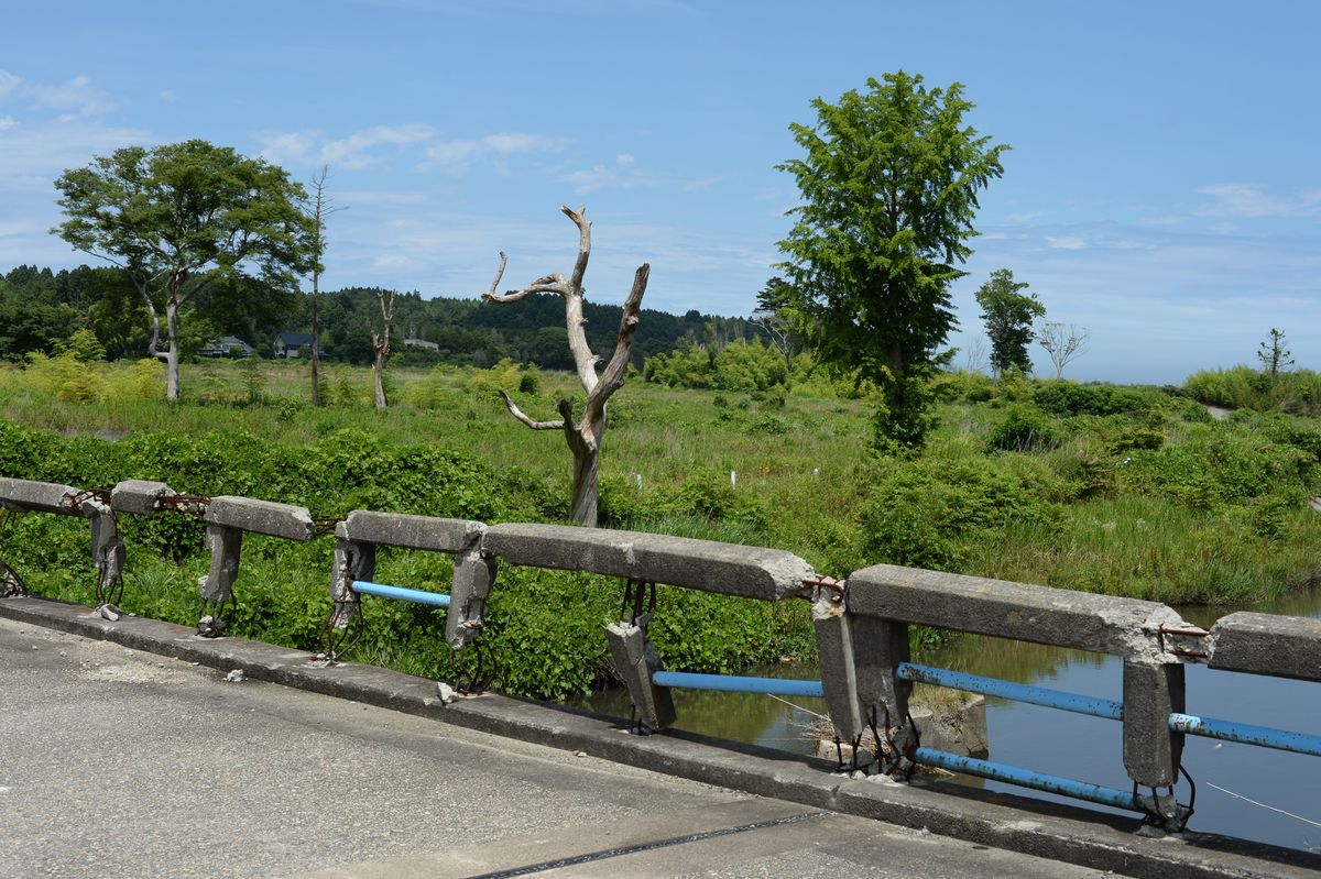 5年目の夏（2015年7月20日撮影） 写真 13