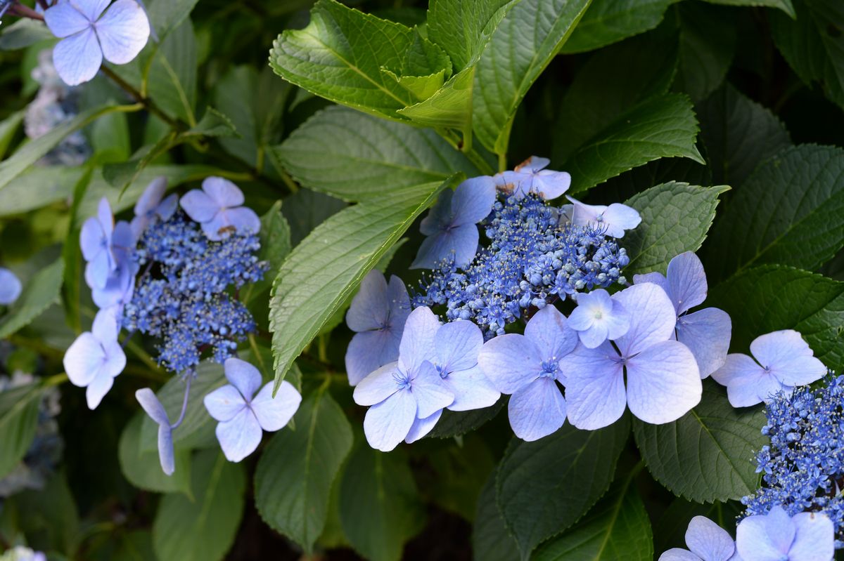 5年目の夏（2015年7月20日撮影） 写真 17