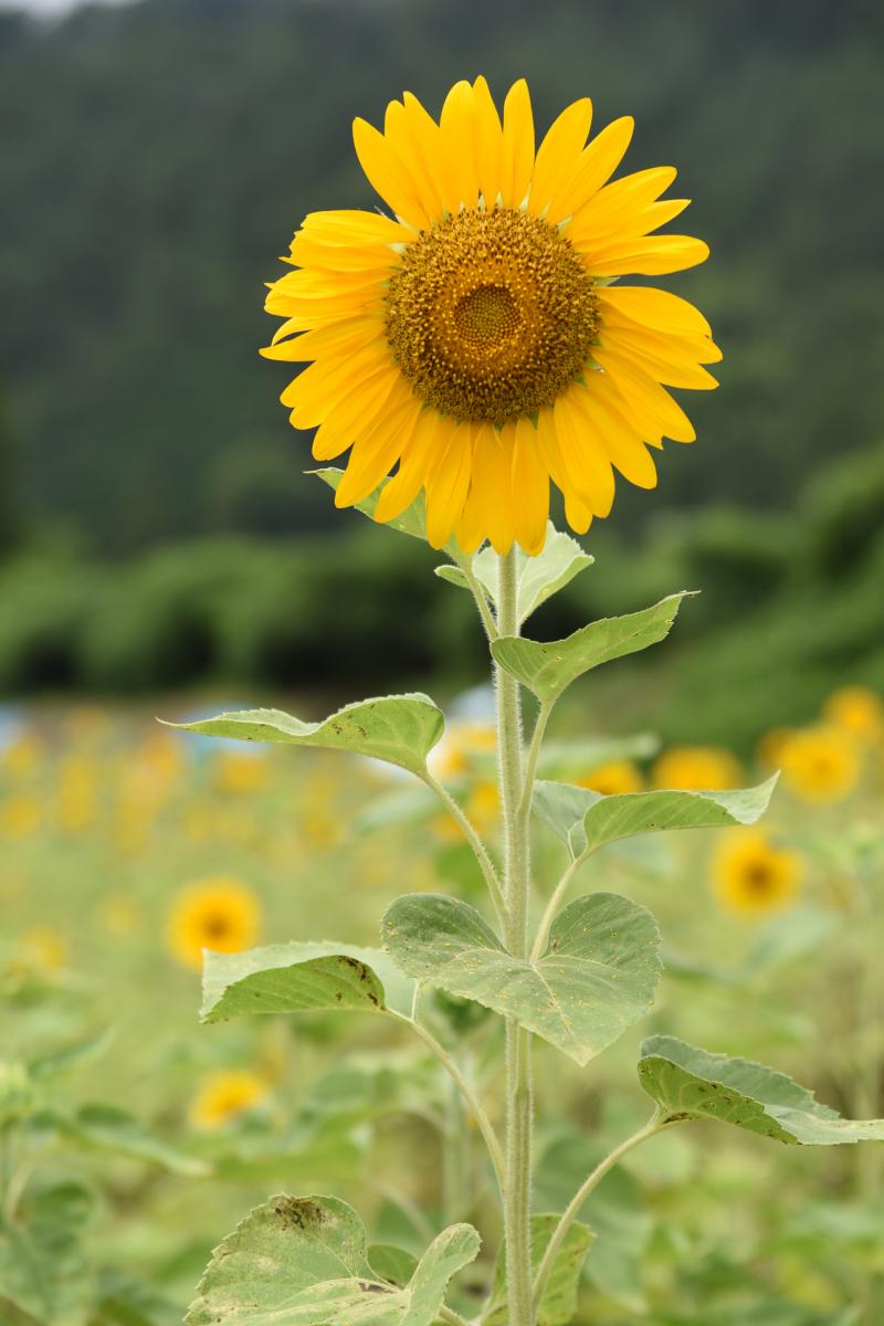 5月下旬にまいた種が約60アールのひまわり畑全体に見事に花を咲かせました