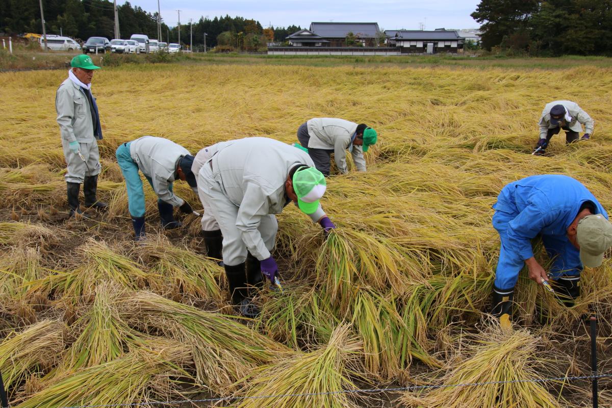 約8アールの水田に実ったコシヒカリを手刈りする10人余りの参加者