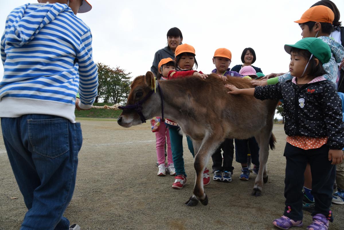 子牛の体をなでたり、散歩の付き添う園児たち