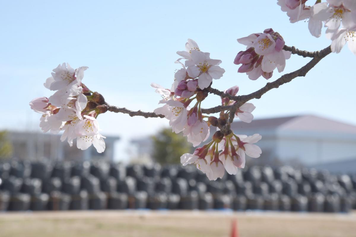 町内の桜「野上、大野小」　（2016年4月5日撮影） 写真 4