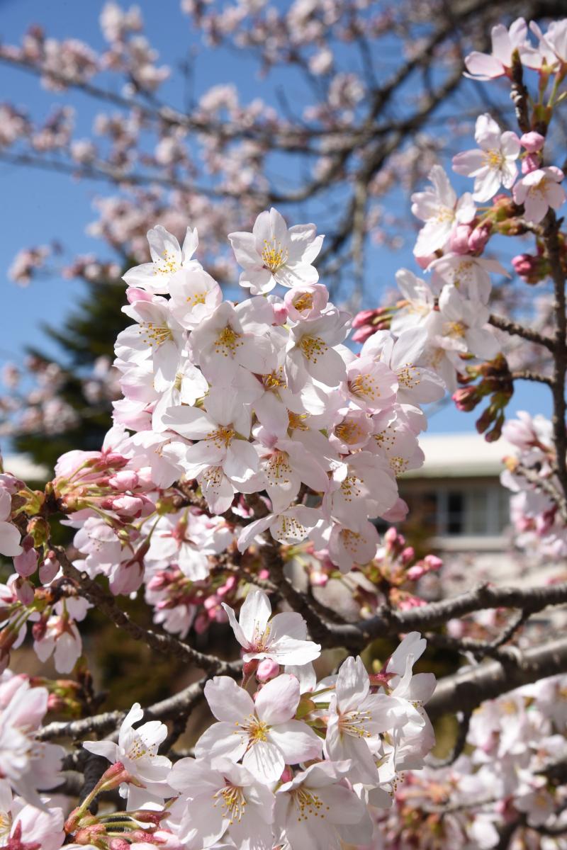 町内の桜「熊町小、三角屋交差点」　（2016年4月5日撮影） 写真 3