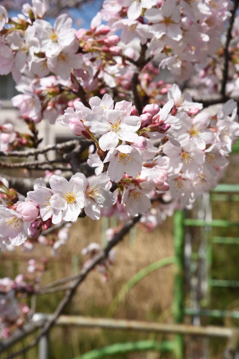 町内の桜「熊町小、三角屋交差点」　（2016年4月5日撮影） 写真 4