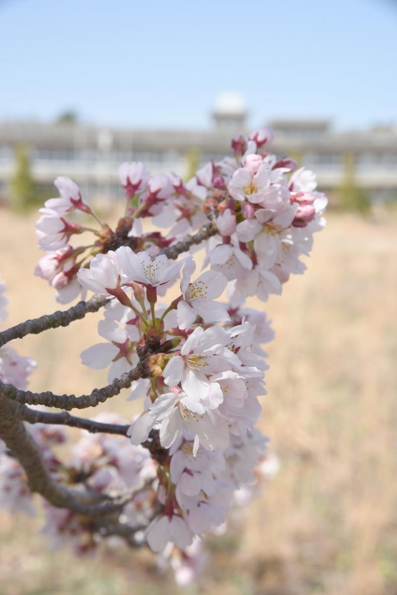 町内の桜「大熊中、聖徳太子神社、大野駅」　（2016年4月5日撮影） 写真 2