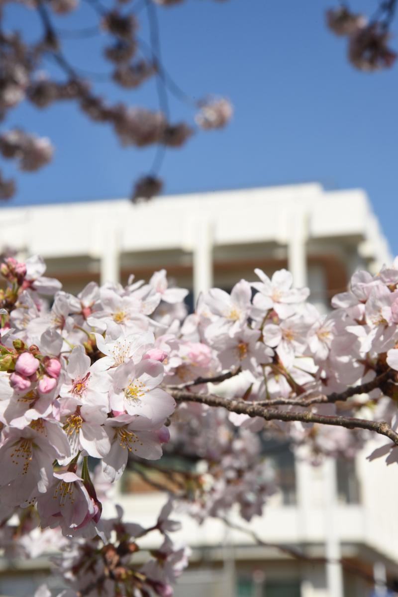 町内の桜「陽光桜、児童公園」　（2016年4月5日撮影） 写真 3