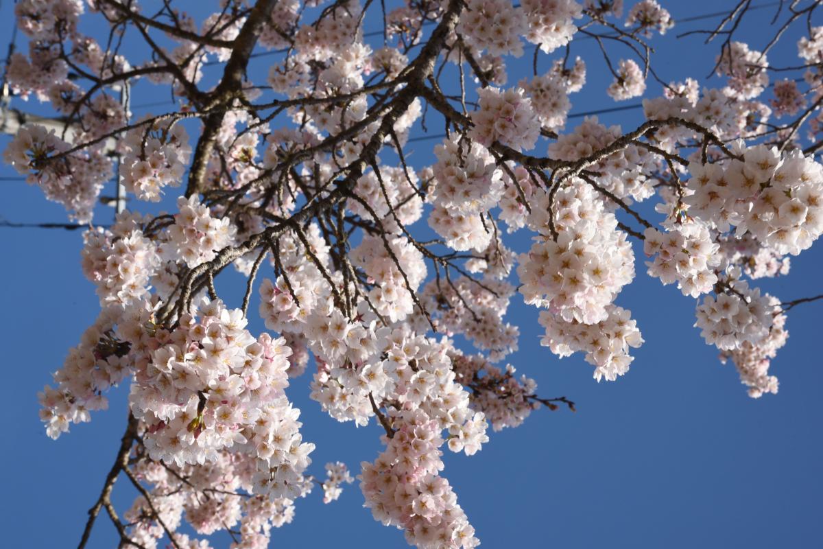 町内の桜「坂下ダム、大川原」　（2016年4月5日撮影） 写真 4