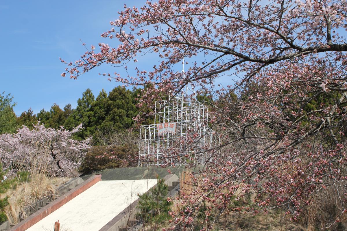 町内の桜「熊町小、三角屋交差点」　（2016年4月5日撮影） 写真 5