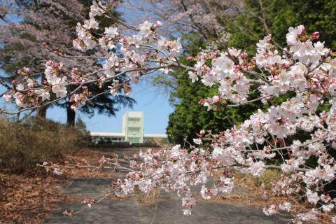 町内の桜「熊町小、三角屋交差点」　（2016年4月5日撮影） 写真 1