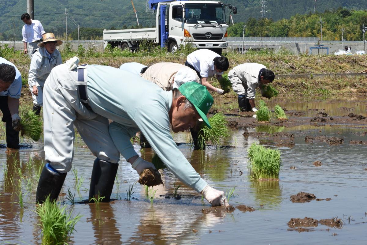 町内大川原字南平の実証田で田植えをする町農業委員会や県農業普及所、JA、町産業建設課の職員ら