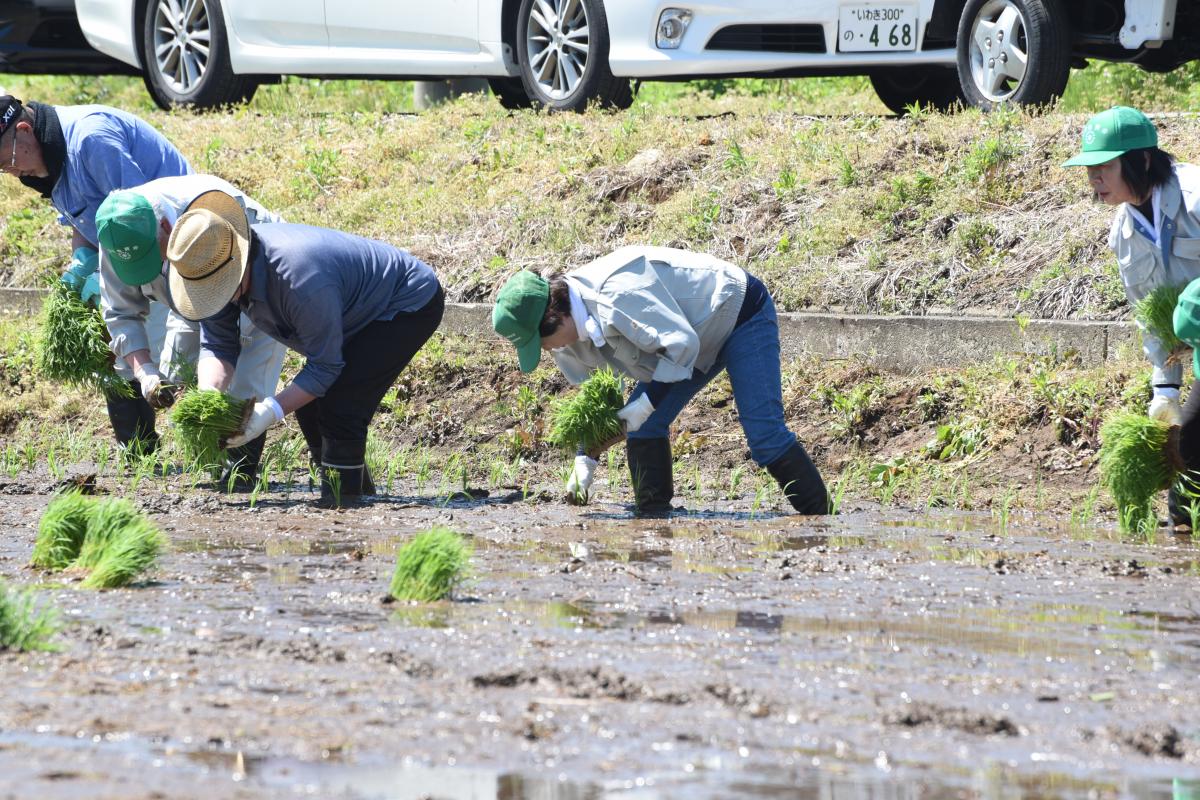 1株1株丁寧に植え付ける参加者