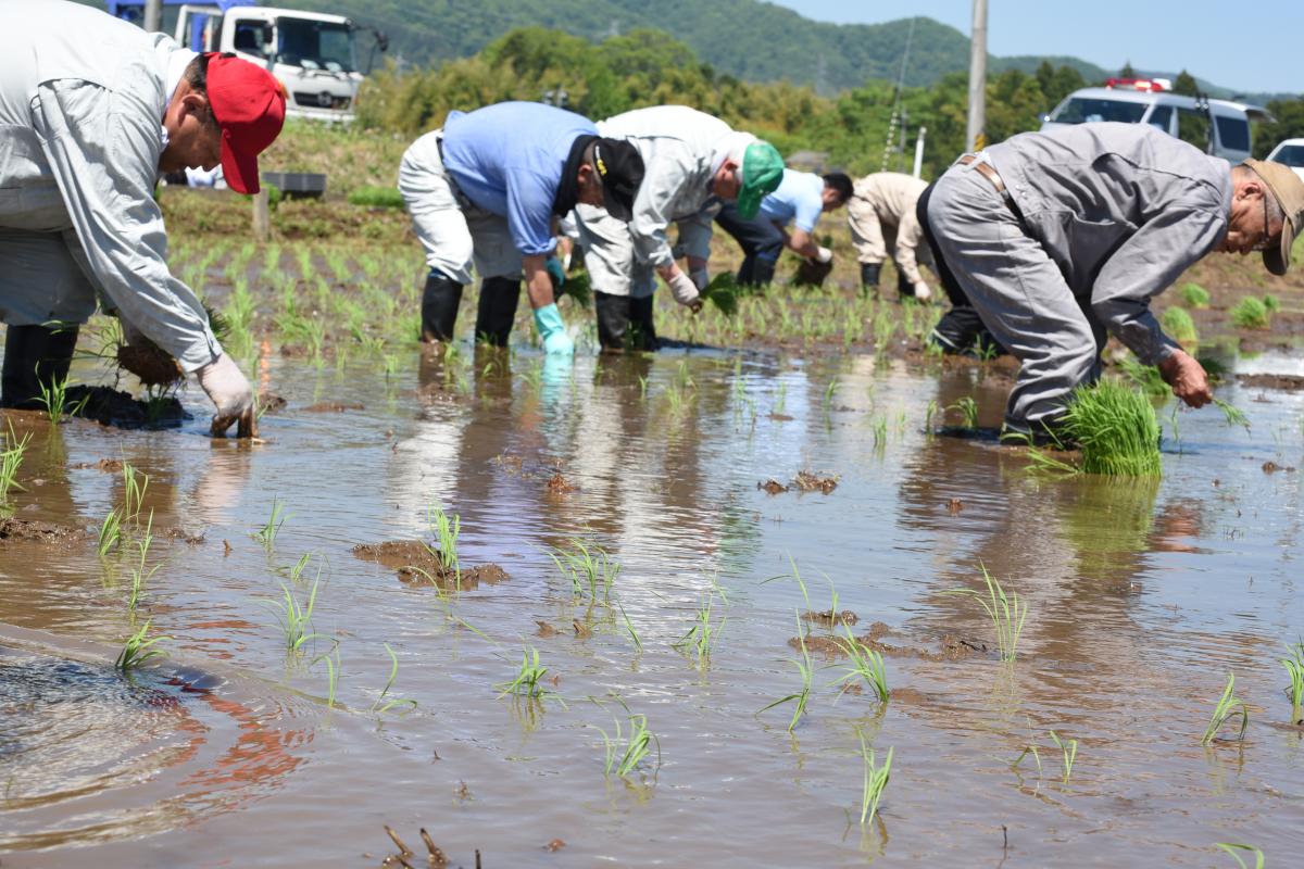 田植えをする参加者