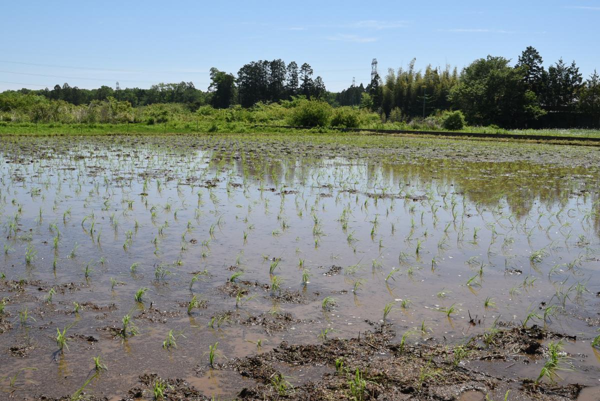 全ての苗を手で植え付けた10アールほどの水田