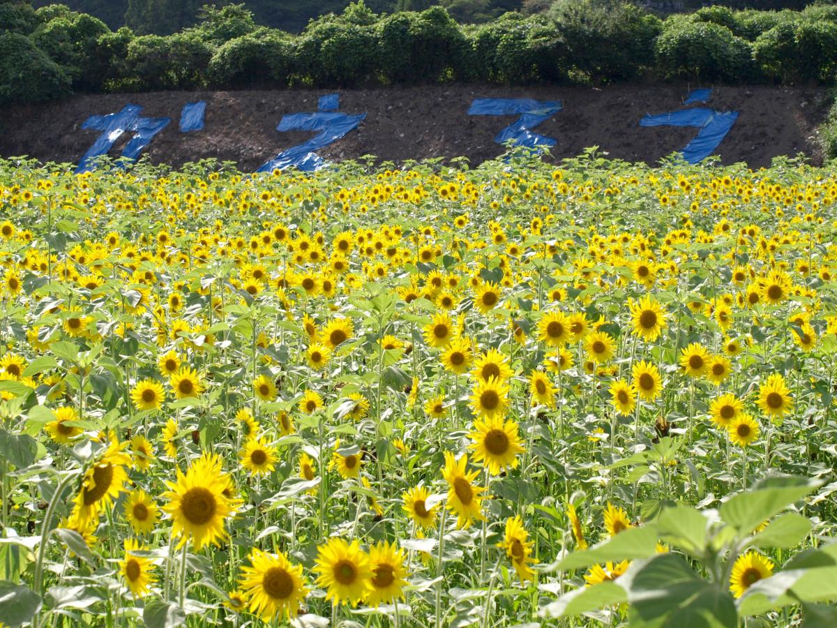 満開！大川原のヒマワリ畑（2016年7月22日） 写真 3