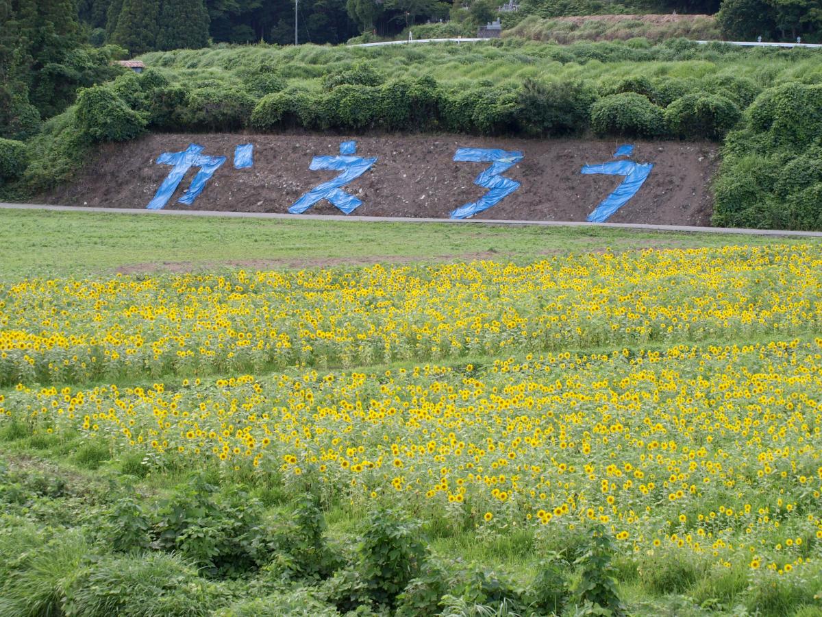 満開！大川原のヒマワリ畑（2016年7月22日） 写真 4