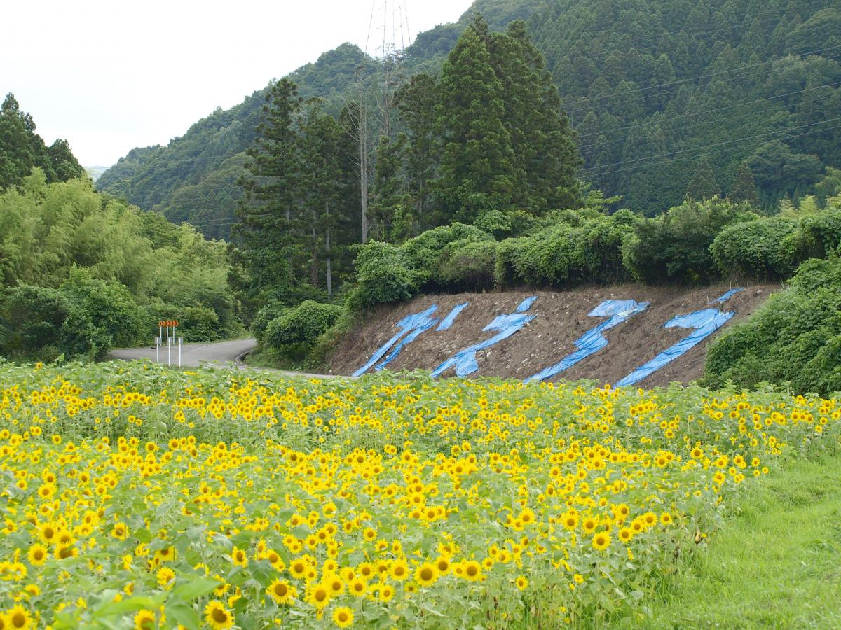 満開！大川原のヒマワリ畑（2016年7月22日） 写真 5