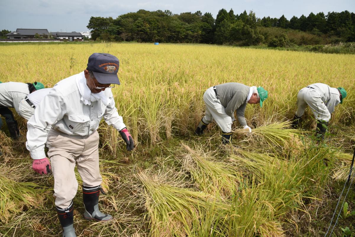 稲刈りに参加した町農業委員や町職員ら10人余り