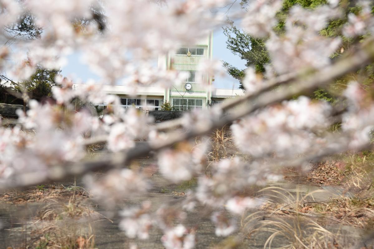 町内の桜「熊町小、三角屋交差点」（2017年4月14日撮影） 写真 1