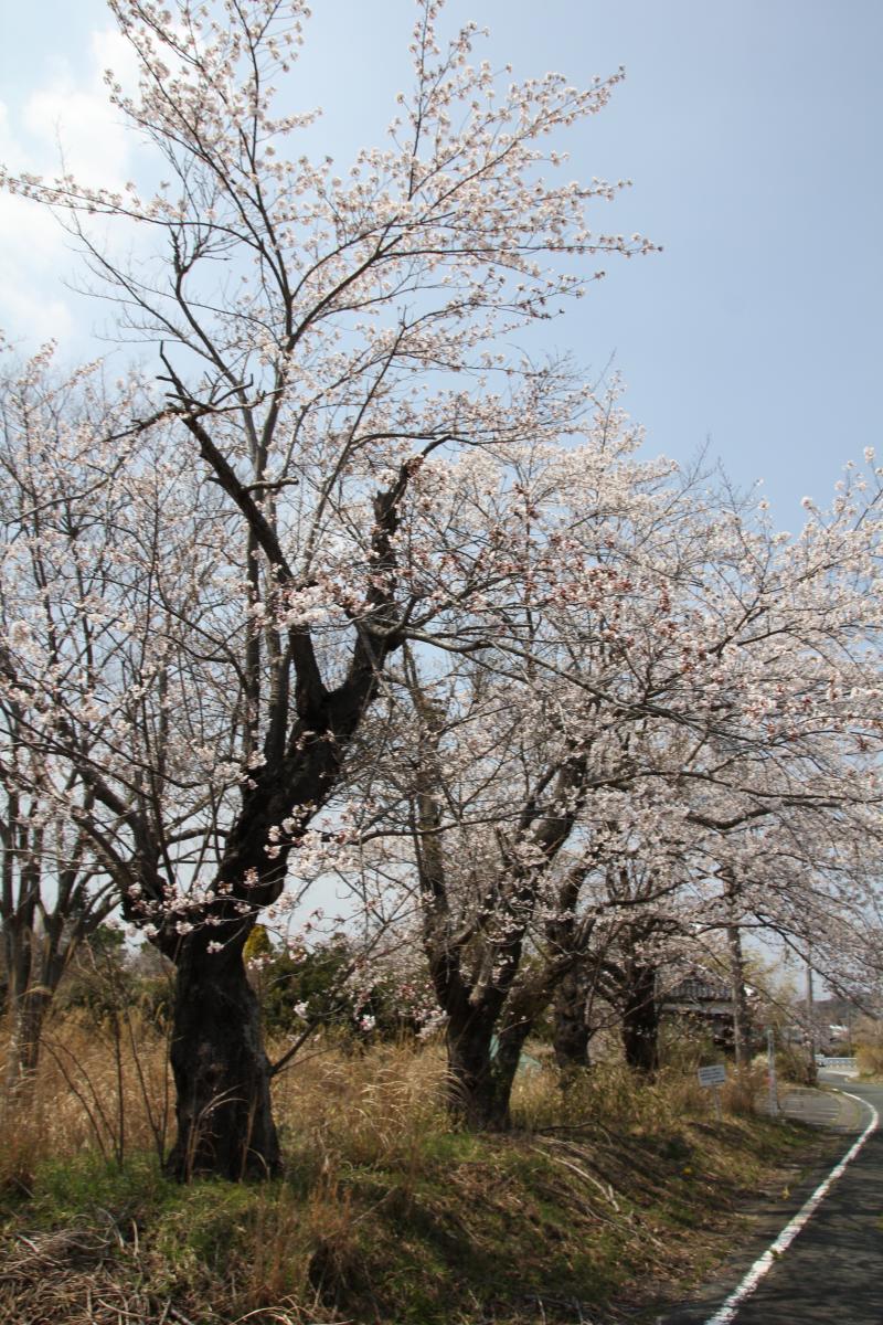 町内の桜「図書館、文化センター」（2017年4月14日撮影） 写真 10