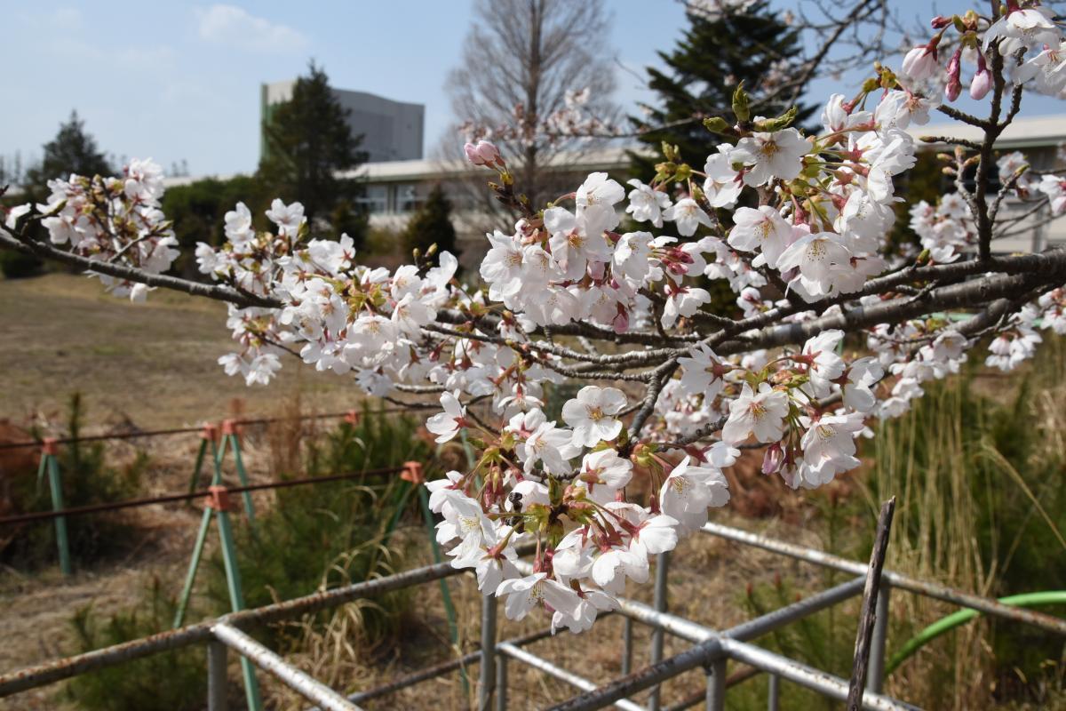 町内の桜「熊町小、三角屋交差点」（2017年4月14日撮影） 写真 3