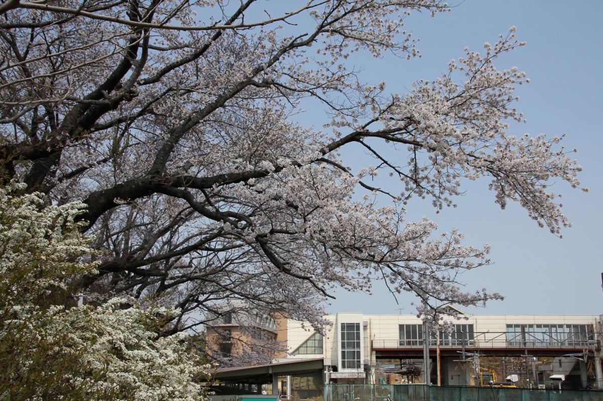 町内の桜「大野駅、大熊中」（2017年4月14日撮影） 写真 3