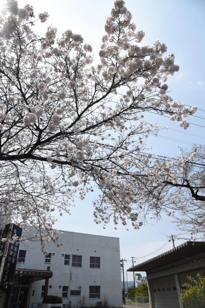 町内の桜「郵便局、原子力センター、旧児童館」（2017年4月14日撮影） 写真 4