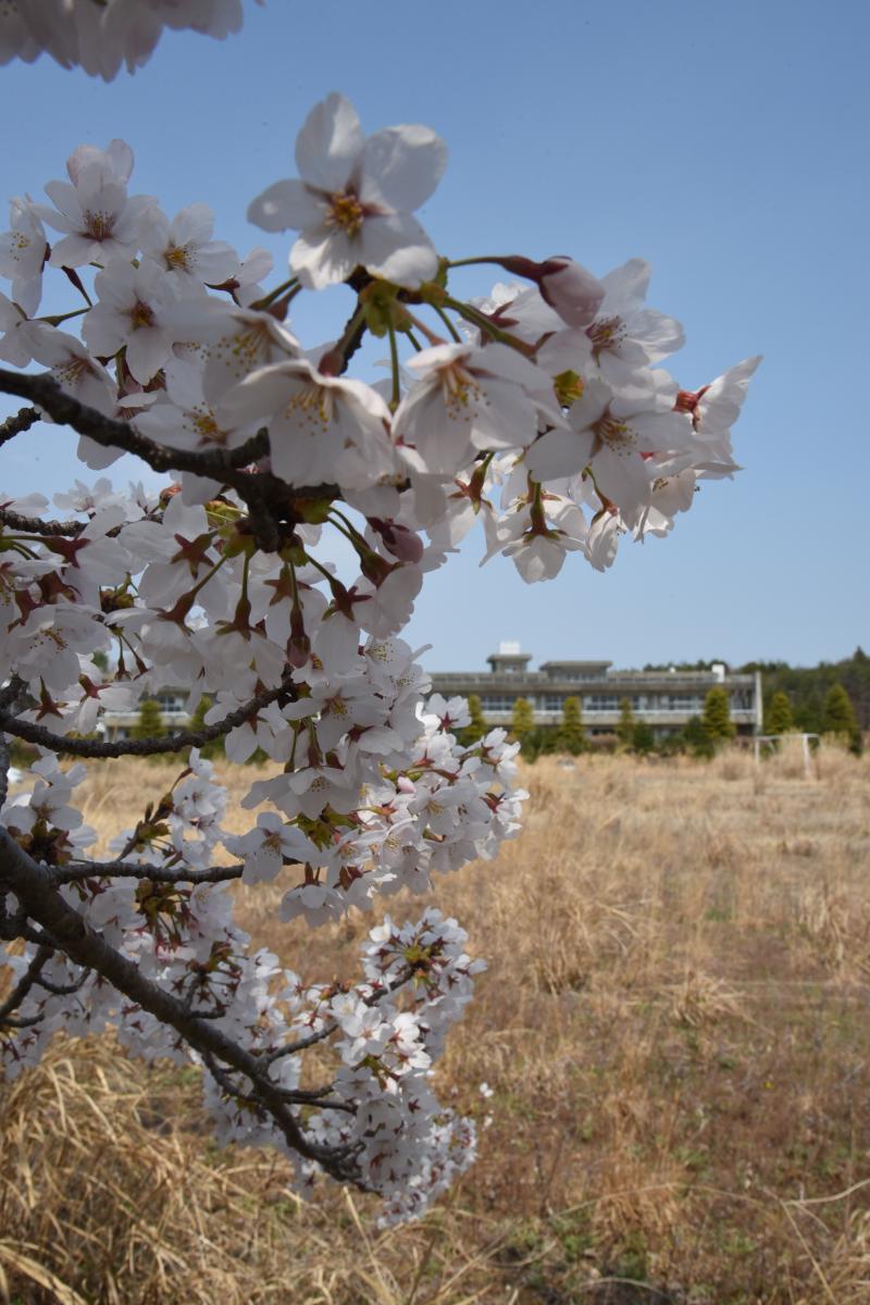 町内の桜「大野駅、大熊中」（2017年4月14日撮影） 写真 5