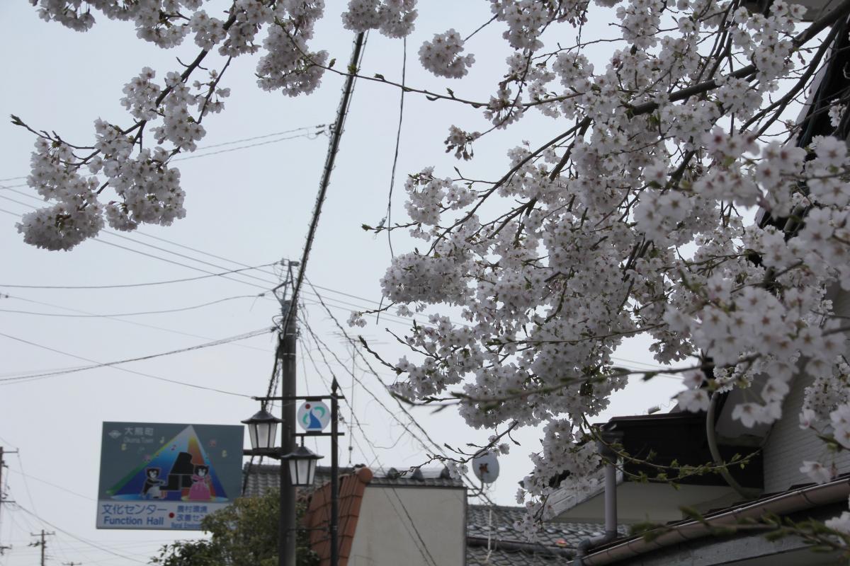 町内の桜「図書館、文化センター」（2017年4月14日撮影） 写真 8