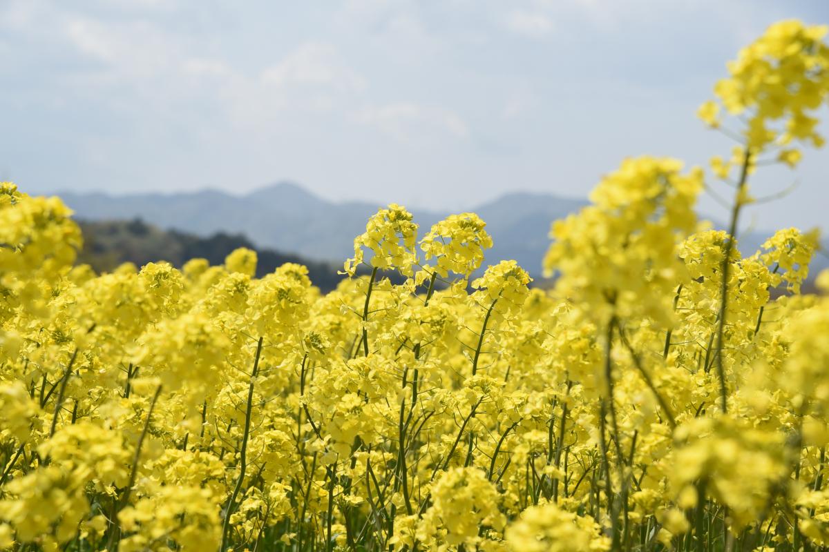 木村紀夫さんの菜の花畑（2017年4月29日撮影） 写真 1